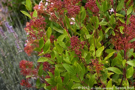 red seedpods ceanothus marie simon