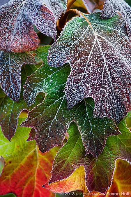 fall color oakleaf hydrangea fall color oakleaf hydrangea