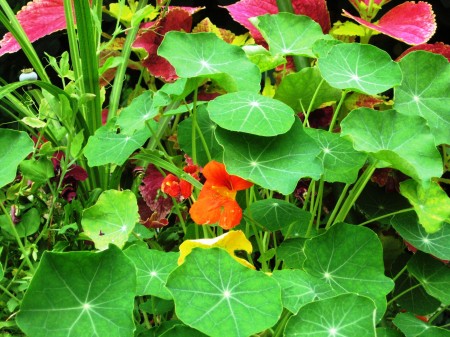 Nasturtium Photo Courtesy of Fran Sorin
