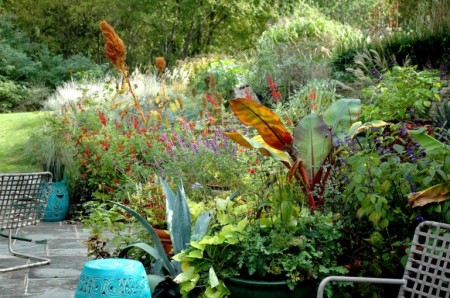 Self Seeded Amaranths in perennial plantings Photo Courtesy of Fran Sorin