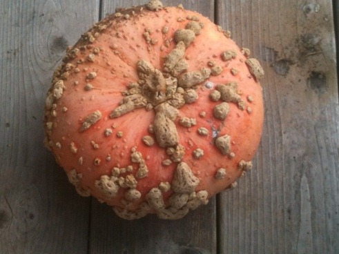 Pumpkin 'Brode Galeux D'Eysines'. Photo Courtesy of Doug Green