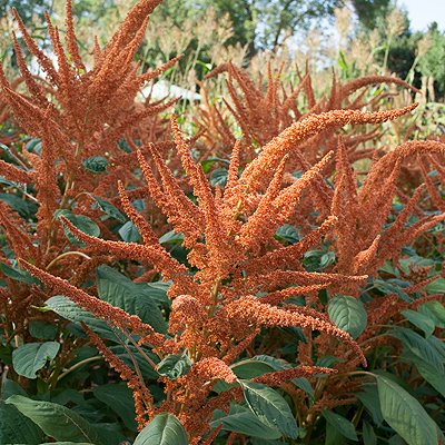 Amaranth Chinese Orange Photo Courtesy of Select Seeds