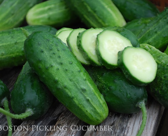 Cucumber Boston Pickling 592 text