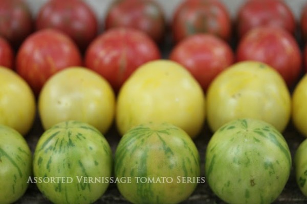 Tomato Assorted Vernissage 592 wide text
