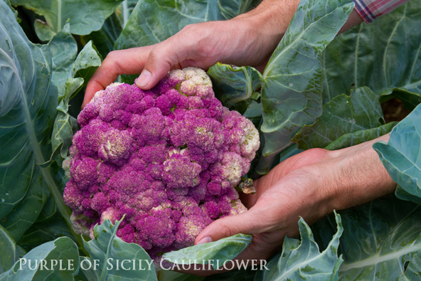 cauliflower purple of sicily 592 text