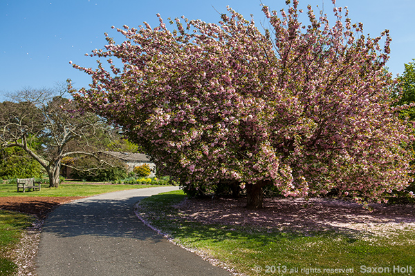 holt_NorfolkBotanical_3