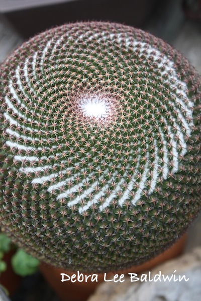 Sempervivum arachnoideum, cactus spiral