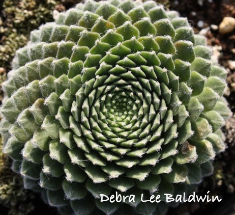 Sempervivum arachnoideum, cactus spiral