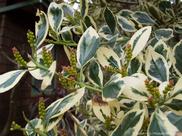 Rhamnus alaternus 'Variegata' (Variegated Buckthorn)