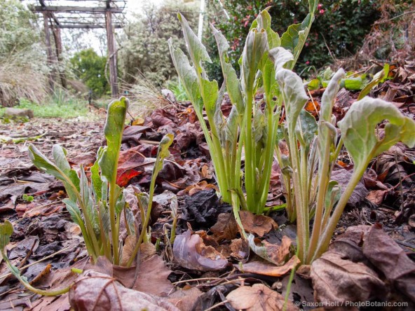 california native perennial sprouting in garden