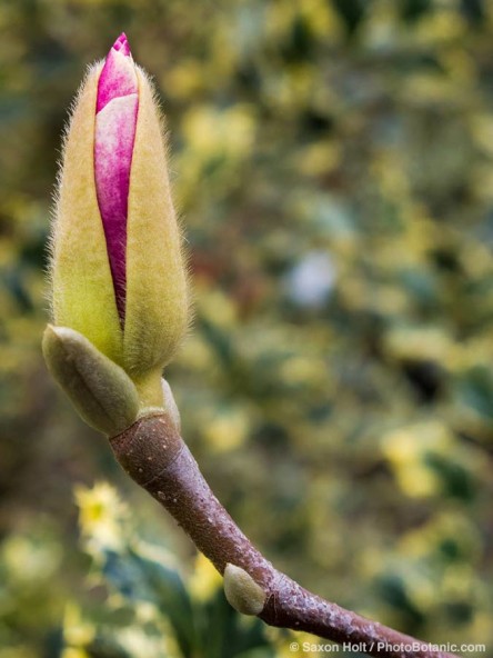 Flower bud opening, Magnolia soulangeana