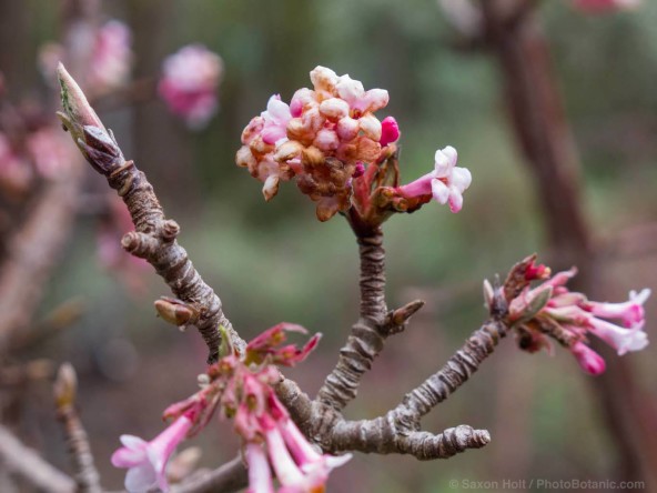 Viburnum x bodnantense 'Dawn' deciduous shrub