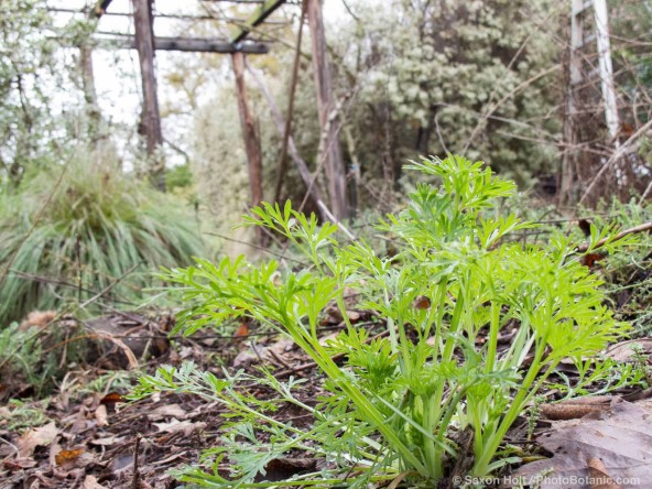 California poppy leaves emerging