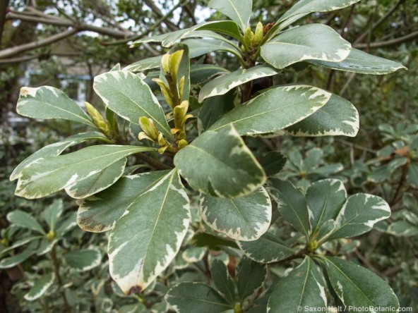 Pittosporum tobira 'Variegata'