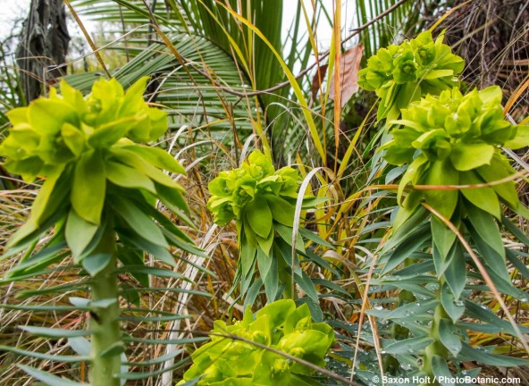 Chartreuse flowers of Euphorbia rigida in dormant border garden