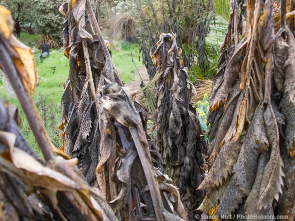 Dead leaves on Honey Bush