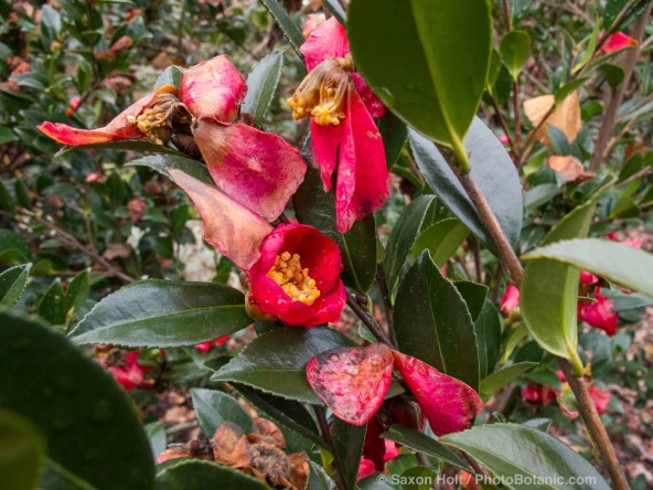 Red Camellia sasanqua flowers and wet spent petals