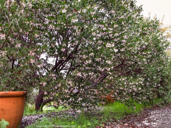 Winter flowering evergreen California native shrub, Arctostaphylos manzanita 'Monica' in shrub border