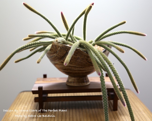 Debra Lee Baldwin talks about Succulent Containers